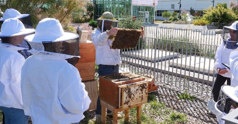 Illustration de l'article Beecity : Récolte de miel à Grand Quartier