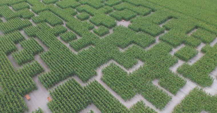 Illustration de l'article Pop Corn Labyrinthe : près de 40 champs de maïs ouverts en France