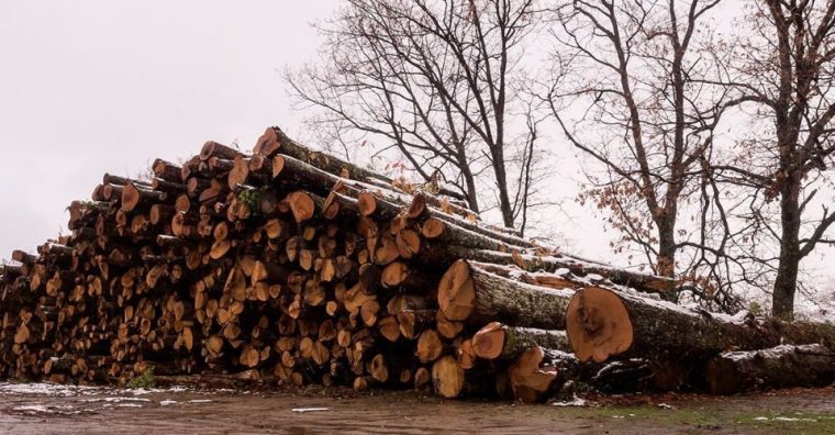Illustration de l'article France 2030 : quatre lauréats pour la filière bois et bois-construction en Bretagne