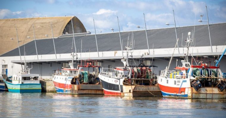 Plus de 1 000 tonnes de thon blanc ont été débarquées à Lorient, et 2 000 tonnes à Douarnenez. Un soulagement pour la pêche, qui anticipe la fermeture prochaine du golfe de Gascogne