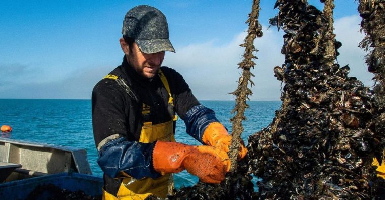 Julien et Leslie Romagné ont perdu 80% de leur production de moules et tous leurs naissains. Seuls producteurs de l'île de Groix, ils espèrent relancer leur activité grâce à une collecte de dons