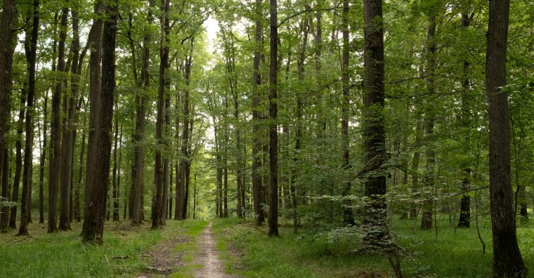 En Bretagne, la filière bois veut recruter plus de 5 000 personnes 2025