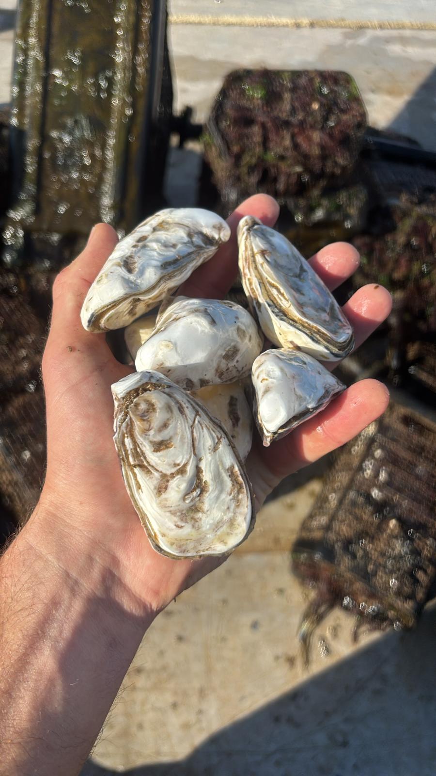 Déplacées au fil de leurs croissance, les huîtres de Sébastien Lachambre développent une chair et des arômes uniques. Cette méthode inédite, inspirée de l'agroécologie, a été développée par le jeune entrepreneur dans les eaux de l'Aber Wrac'h.