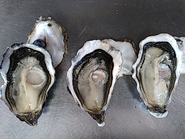 Les huîtres spéciales et super spéciales produites par Sébastien Lachambre sont des produits de haute qualité qui séduisent les grandes tables.