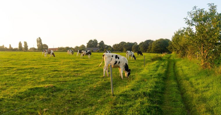Illustration de l'article Bio Commun : une nouvelle identité pour peser dans la filière du lait bio