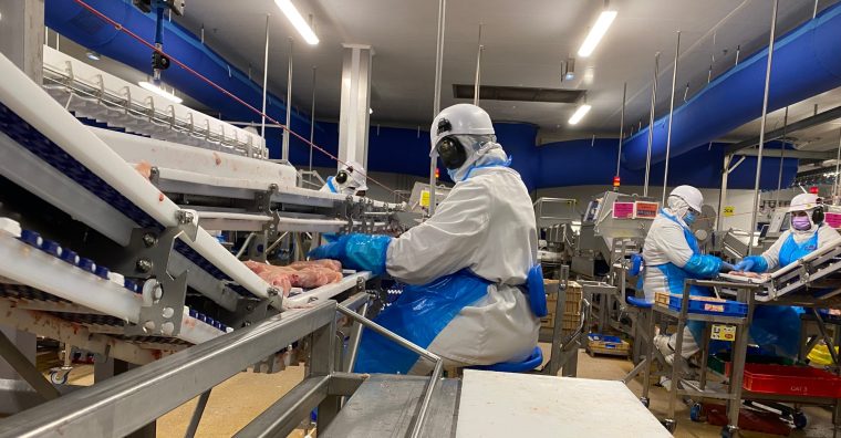 Illustration de l'article REPORTAGE. À Sérent, les poulets se transforment à la chaîne