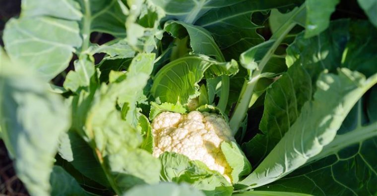 Illustration de l'article TRIBUNE. « Rendons le chou-fleur désirable à « tous » prix »