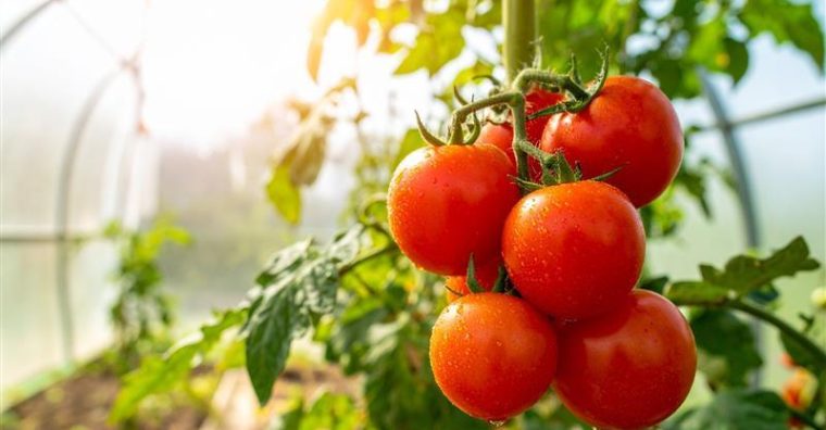 Illustration de l'article 264 millions d’euros de chiffre d&rsquo;affaires en 2025 pour le Finistérien Savéol