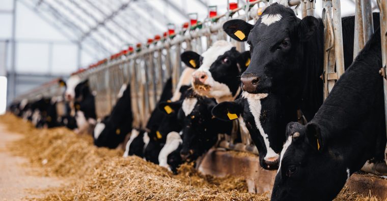 Illustration de l'article Le savoir-faire breton de la filière viande mis à l&rsquo;honneur lors du Concours Général Agricole 2026