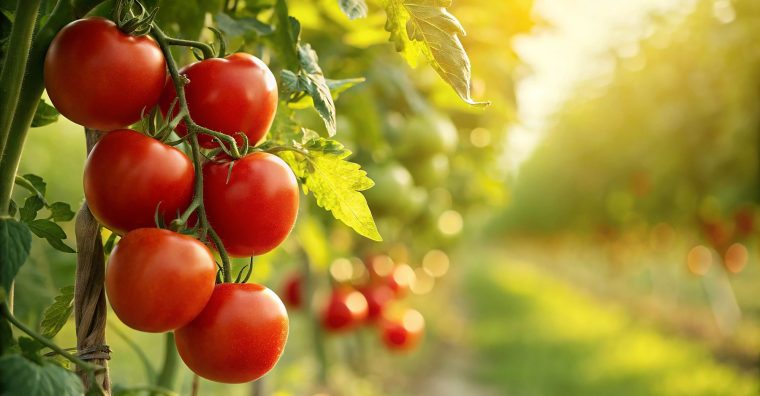 Illustration de l'article À Saint-Armel, Solarenn lance son recrutement saisonnier pour 2026