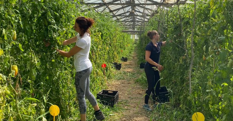Illustration de l'article Le Gouessant (Lamballe) entre au capital de Mycophito, spécialisée dans les biotechnologies du sol