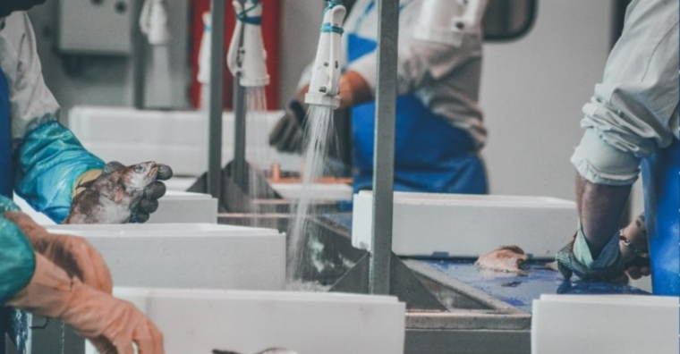 Illustration de l'article Le Lorientais Océalliance s’empare de Cofima Marée à Boulogne-sur-Mer (62)