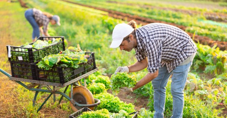 Illustration de l'article Timac Agro annonce le recrutement de 80 collaborateurs en France