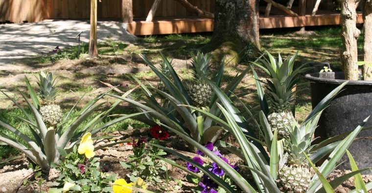 Illustration de l'article Dans le Morbihan, Tropical Parc cultive des ananas