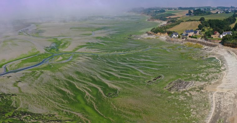 Illustration de l'article Algues vertes en Bretagne : l’action publique jugée insuffisante pour stopper la pollution