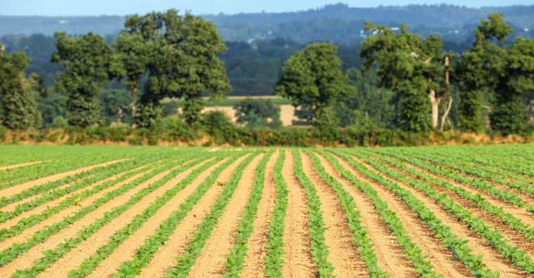 Pour les exploitations de haricots verts n'ayant pas eu d'apport en eau durant l'été, les baisses de rendement atteignent 70 %.